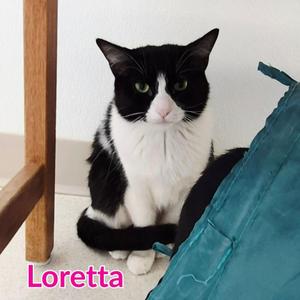 Loretta, young, available for adoption