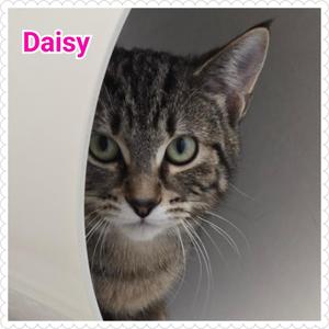 Daisy, young, available for adoption