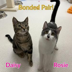 Daisy, young, available for adoption