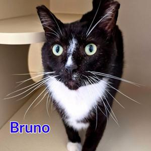 Bruno, young, available for adoption