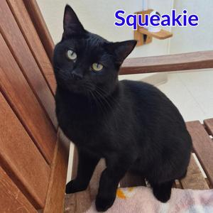 Squeakie, kitten, available for adoption