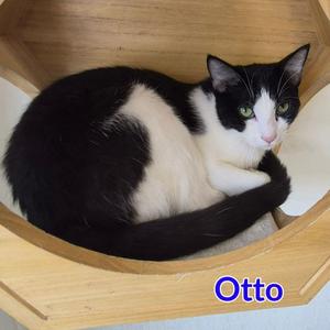 Otto, young, available for adoption