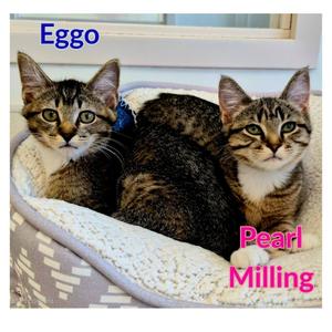 Pearl Milling, kitten, available for adoption