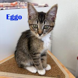 Eggo, kitten, available for adoption