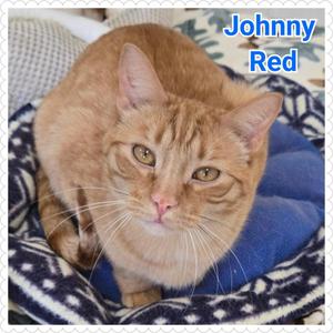 Johnny Red, young, available for adoption