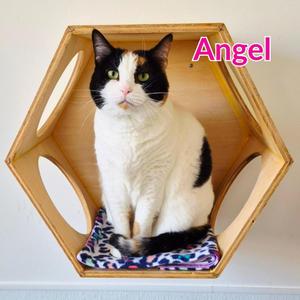 Angel, adult, available for adoption