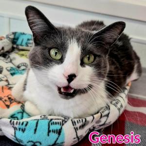 Genesis, adult, available for adoption
