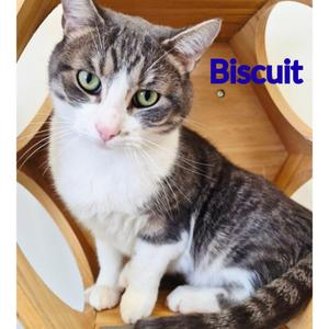 Biscuit, adult, available for adoption