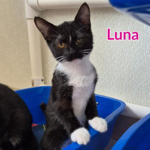 Luna, kitten, available for adoption