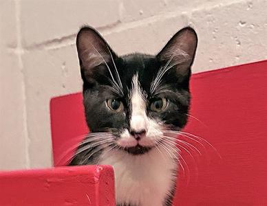 CEASAR, kitten, available for adoption