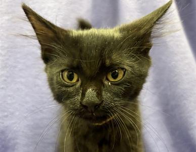 TENNESSEE GREEN, kitten, available for adoption