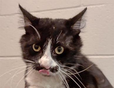 SQUISHY, adult, available for adoption