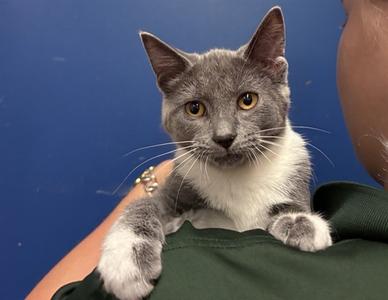 SCUTTLEBUTT, kitten, available for adoption