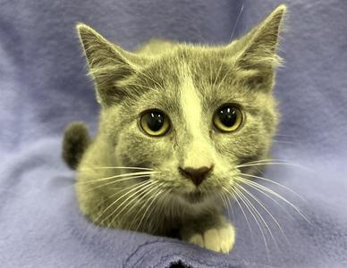 A gray cat with large yellow eyes and white whiskers is lying on a purple blanket.
