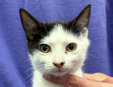 WYNONNA GRAY, kitten, available for adoption