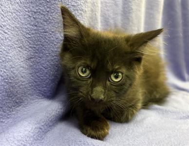 JOSHUA BLUE, kitten, available for adoption