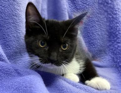 JOLENE WHITE, kitten, available for adoption