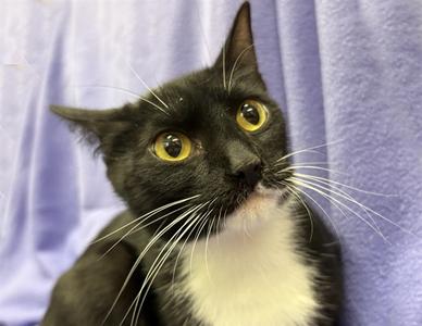 STELLA, adult, available for adoption