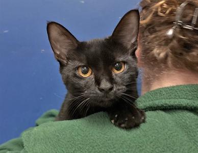 A black cat with bright yellow eyes is being held by a person in a green sweater. The cat is looking directly at the camera, and the background is a solid blue color.