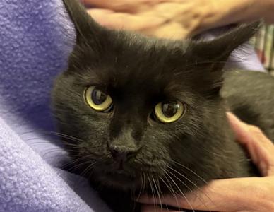 DOLLY, adult, available for adoption