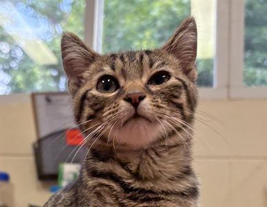 DAKOTA, kitten, available for adoption