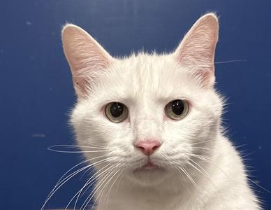BAMBAM, senior, available for adoption