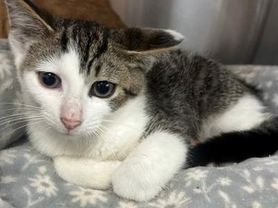 Spades, kitten, available for adoption