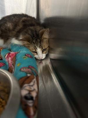 A tabby cat with white markings is resting on a colorful blanket inside a metal enclosure. The cat is looking towards the camera with a calm expression. A bowl of food is visible in the foreground.