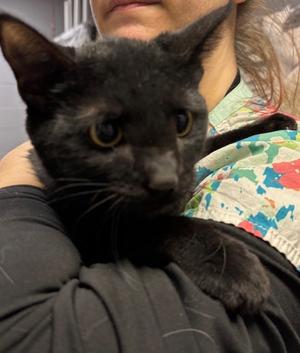 Cavatappi, adult, available for adoption