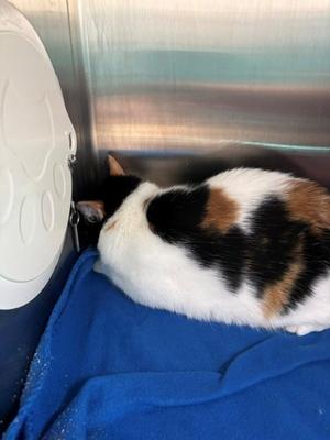 Peaches, adult, available for adoption