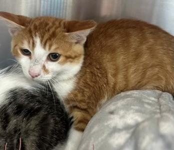Hearts, kitten, available for adoption