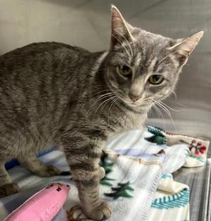 Rosette, adult, available for adoption