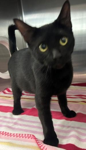 Freya, young, available for adoption