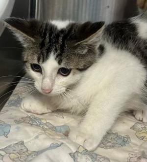 Diamond, kitten, available for adoption