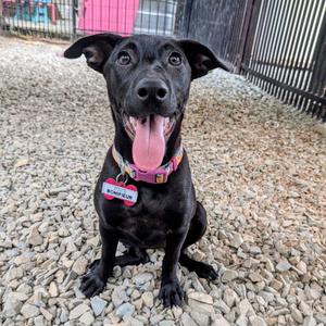 Bonifieur, Retriever, Labrador, available for adoption