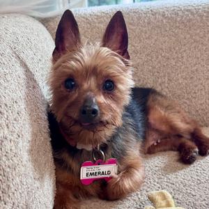Emerald, Terrier, Yorkshire, Yorkie, senior, available for adoption