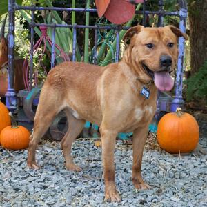 Bruce, Retriever, Labrador, young, available for adoption