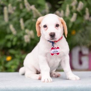 Aurora, Pointer, available for adoption