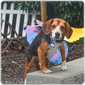 Boris, Beagle, adult, available for adoption