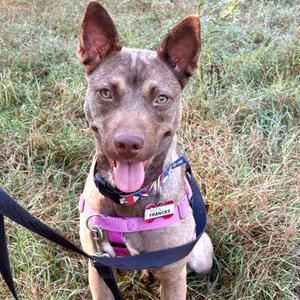 A brown dog with pointed ears and a pink tongue sticking out, wearing a pink harness and a black leash, sitting on grass.