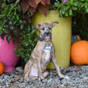 Daniel, Terrier, available for adoption