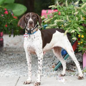 Dolly P, Pointer, German Shorthaired, adult, available for adoption