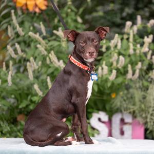Chip, Feist, available for adoption