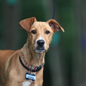 A light brown dog with floppy ears and a collar with a tag that says BOWSER.