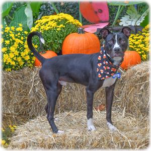 Adam, Terrier, adult, available for adoption