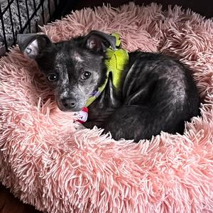 Dumplin, Chihuahua, adult, available for adoption