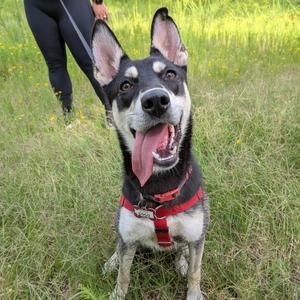 A black and white dog with a red harness is sitting in a grassy field, looking up with its tongue out. A person is standing behind the dog, holding a leash.