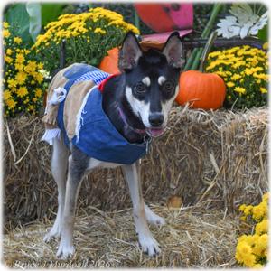 Coco, Husky, young, available for adoption