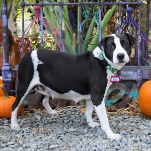 Flora, Terrier, Pit Bull, adult, available for adoption