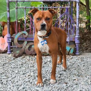 Amigo, Terrier, Pit Bull, adult, available for adoption